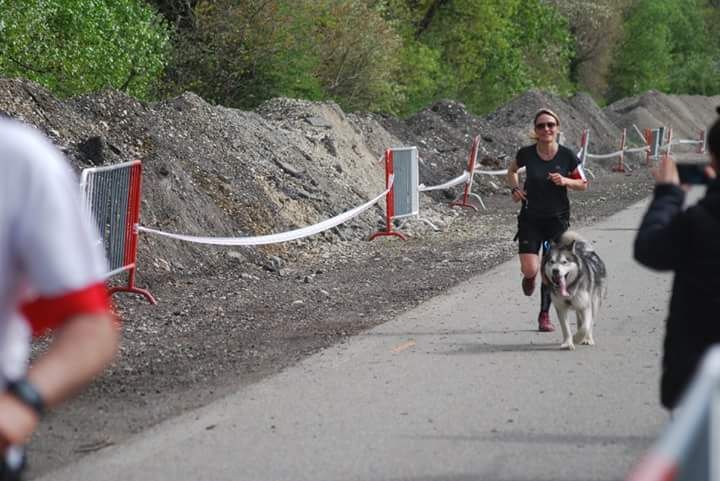 Compétition de canicross 